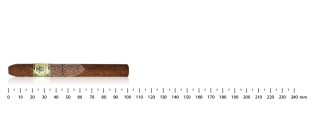 Trinidad Wide Short